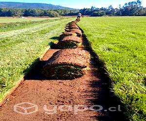 Pasto en rollos