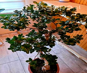 Bonsai ficus ging zen