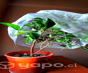 Malla Antihelada para plantas y cultivos