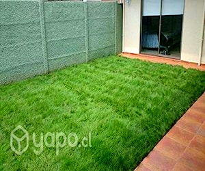 Pasto alfombra premium 2023