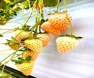 Frutilla Blanca Plantas en Bolsa Maceta Enraizada