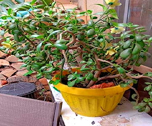 Árbol de Jade