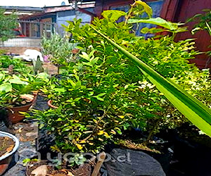 Zarzaparrillas, boj, lavanda, romero, y suculenta