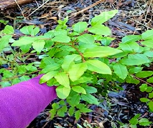 Plantas de puemo, arayan, coigue y maiten