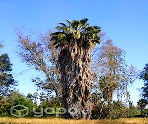 Palmeras grandes de 20 mts de altura