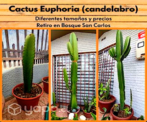 Cactus Euphoria (Candelabro) / Desde 7.000