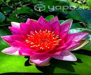 Flor de Loto Nymphaea escarbucle