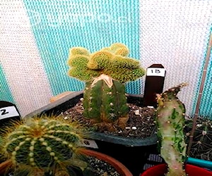 Cactus y Mas