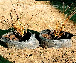 Carex buchanani 25 cm. Planta color cobre.Envios