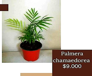 Palmera chamaedorea,interior