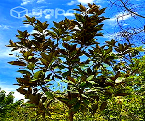 Árbol Magnolio grandiflora 3 mts >13 años