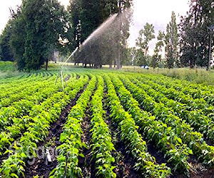 Plantas de frambuesas meeker invitro