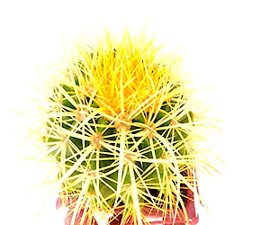 Cactus asiento de la suegra Echinocactus Grusonii