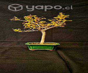 Bonsai Granado en flor