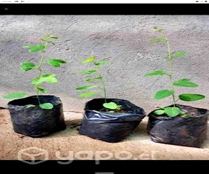 Pasiflora 30 -40 cm. trepadora. ENVIO REGIONES