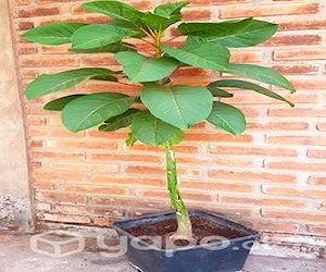 Árbol OMBU 1,30 cm. Ornamental.Hermoso