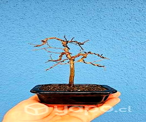 Prebonsai Olmo Chino