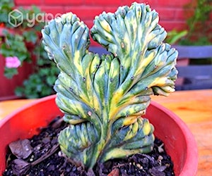 Exclusivo y hermoso cactus cerebro variegado