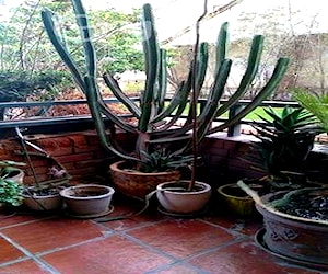 Hermoso cactus