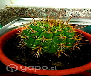 Suculentas , cactus