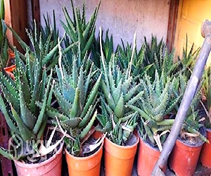 Aloevera