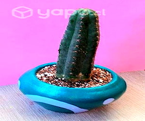 Macetas Cactus Echinopsis Peruvianus, medidas 25cm