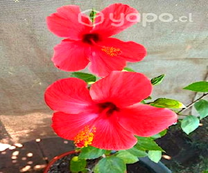 Hibisco rojo