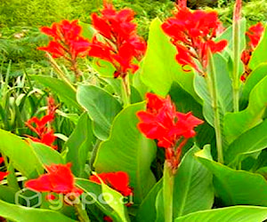 Plantas Achira Roja