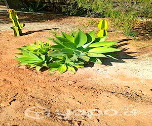 Plantas agave