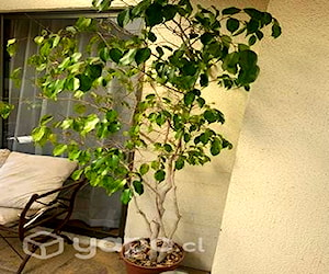 Planta ficus