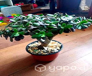 Vendo árbol de Jade