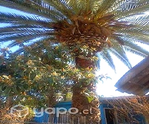 Palmera