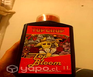 Top bloom 1 litro