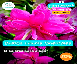 Bulbos orientales