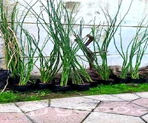 equisetum