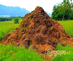 Guano de caballo