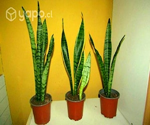 Planta lengua de suegra o sansevieria