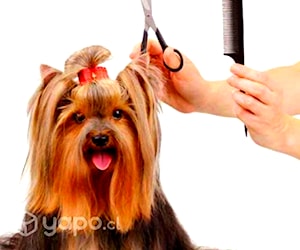 Peluquera Canina