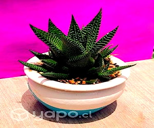 Maceta Arcilla Suculenta Haworthia Limifolia